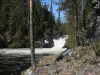 FI, Oulu, Kuusamo, Oulanka 1, Saxifraga-Dirk Hilbers